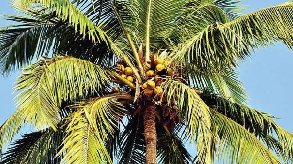 தென்னையில் காண்டாமிருக வண்டு தாக்குதலை கட்டுப்படுத்திடும் வழிமுறைகள்!!