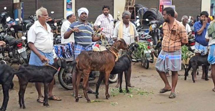 ஒரு ஆடு 65 ஆயிரம் ரூபாய் ஆ? சூடுபிடித்த விற்பனை!