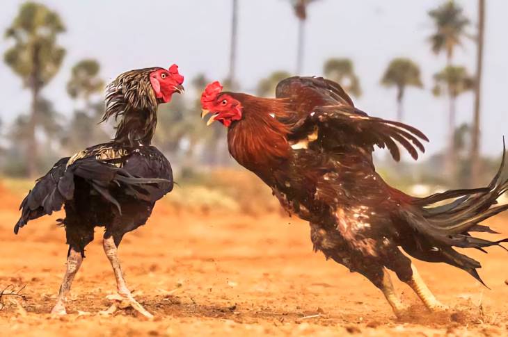 ஜல்லிக்கட்டு போல் சட்டத்திருத்தம்... தமிழகத்தில் சேவல் சண்டைக்கு அனுமதியா?